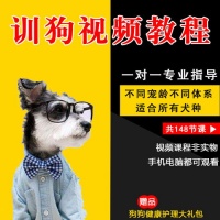 宠物训练攻略