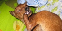 宠物犬分类和鉴赏