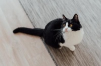 生病猫咪快死前的症状