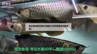鱼缸壁绿苔处理方法图片(如何清理鱼缸壁青苔)（鱼缸壁绿苔处理方法图片）