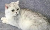 美短有银渐层吗？原来美短银渐层是猫中贵族