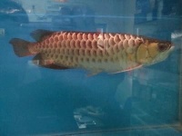 临朐哪里卖龙鱼（临朐宠物店有龙鱼吗,）