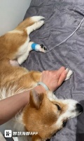 福州一宠物狗绝育术后肾损伤，主人控诉医院“护理不当”！院方：将申请司法介入