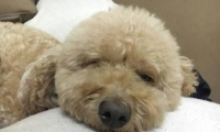 狗狗需要坐月子吗（了解宠物生产后的护理）