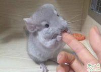 龙猫应该喂什么草 怎么教龙猫用撞针水壶