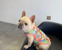法斗与巴哥犬（探索法斗和巴哥犬的特点与价值，帮助你选择合适的宠物犬）