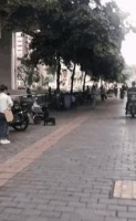 法斗在宠物店被主人淹死，监控视频流出，真相让人心寒