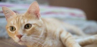 猫咪清洁健康全攻略（宠物猫咪的清洁健康需要注意哪些？