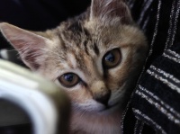 “猫影犬像：萌宠的瞬间艺境”摄影比赛圆满落幕