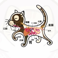 貓咪消化系統篇 (三)