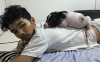 泰国男子与宠物猪在社交网路上晒生活走红