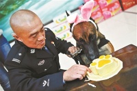 “生日趴”！警犬集体过生日 吃特制蛋糕卖萌