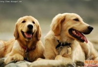 金毛成年犬，科学定量饮食，健康相伴。