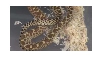 狮子座适合饲养的宠物蛇有哪些