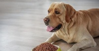 宠物生病，早知道！（如何预防、发现和治疗宠物疾病？——以爱犬为例）