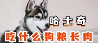 哈士奇疾病治疗（了解哈士奇常用抗生素及其应用场景）