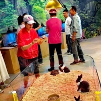 无毛天竺鼠的饲养全攻略（打造健康快乐的无毛宠物天竺鼠生活）