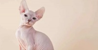 无毛猫有哪些种类？