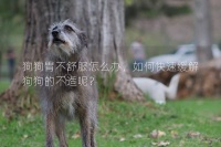狗狗胃不舒服怎么办，如何快速缓解狗狗的不适呢？