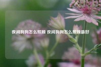 夜间狗狗怎么照顾 夜间狗狗怎么照顾最好