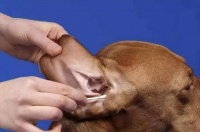 狗狗眼睛的护理指南（保护你的爱犬眼睛健康，让它们闪闪发亮）