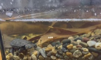 如何正确饲养沼泽侧颈龟（以宠物为主，打造优质饲养环境）