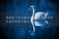 鹦鹉除了吃鸟粮还吃什么？探索多样饮食的秘密与建议