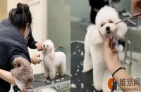狗狗修毛造型图解