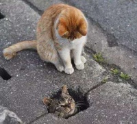 猫咪眼神+光影角度，如何拍出萌态？