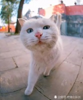 近距离欣赏，猫咪在镜头前的各种卖萌，好可爱呀