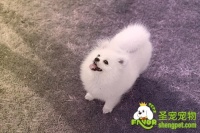 博美犬的繁殖问题