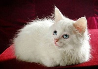 猫咪专用药浴，哪个品牌效果最好？