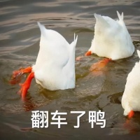 猫狗粮不同如何选择适合宠物的饲料（宠物饲料品牌排行榜）