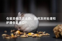 仓鼠受伤了怎么办，如何及时处理和护理仓鼠伤口？