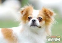 浅谈不同狗品种之间的美容