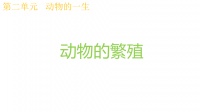 2.7动物的繁殖.pptx
