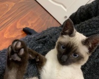 现代暹罗猫繁育技巧（以宠物为主）