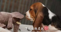 宠物生病时七个错误做法（以巴吉度生病的正确应对方式）