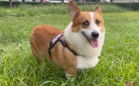 小短腿威尔斯柯基犬，教你重拾生活的美好