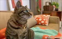 深入解读猫咪的微表情！