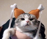 猫咪脸部表情解读，你懂几个？