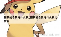 刚买的仓鼠吃什么粮