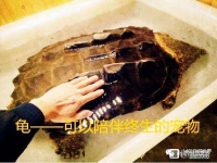 龟——可以陪伴终生的宠物！