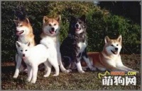 如何给狗减肥？