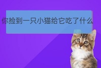 小奶辽宁宠物培训猫吃什么:捡了一只成年猫怎么养