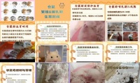 小仓鼠的繁殖方式