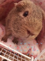 询问deepseek荷兰猪兔子仓鼠哪个更好养
