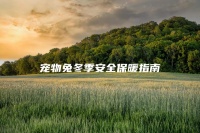 宠物兔冬季安全保暖指南