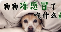 大狗感冒了吃什么？（为你的大狗选个合适的食谱）