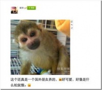 中国可以养宠物猴吗,中国宠物猴饲养现状与法律解读